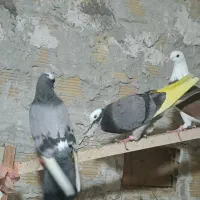 کبوتر پرشی|پرنده|رشت, کوی فکوری|دیوار