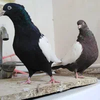 کبوتر رنگه سینه الماسی سیا دمبی هفرنگ سرور دم سفید