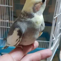 عروس هلندی نر سخنگو|پرنده|رشت, یخسازی|دیوار