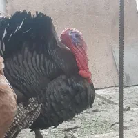 بوقلمون نر برنز