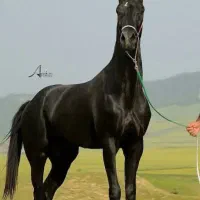 کره مادیان ۹ماهه از بهترین خط خونی آخال تکه ایران