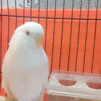 طوطی برزیلی.مرغعشق هلندی.مرغعشق انگلیسی|پرنده|چمران, |دیوار