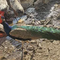 طاووس نر ۵ساله