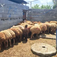 بره برای عید قربان ۳۰ کیلو به پایین