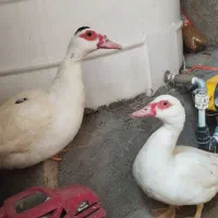 مرغابی . اردک اسرائیلی