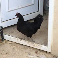 مرغ سیاه|حیوانات مزرعه|اهواز, شهرک نفت|دیوار