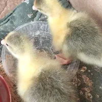 جوجه غاز 5روزه
