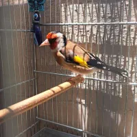 سهره سرحال جوان