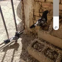 یک جفت کبوتر سینه سیاه عتیقه