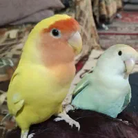 یک عدد کوتوله برزیلی گم شده