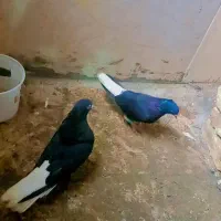 کفتر زاغ دم سفید عتیقه