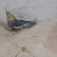 عروس هلندی 4عدد زیبا|پرنده|سقز, |دیوار