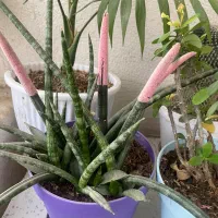 گل های آپارتمانی