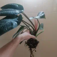 ویزیت تخصصی گیاه آپارتمانی در منزل|گل و گیاه طبیعی|کرمان, |دیوار