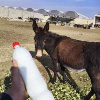 شیر الاغ|خوردنی و آشامیدنی|محمدشهر, ولدآباد|دیوار
