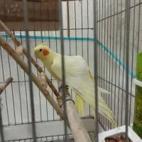 عروس هلندی|پرنده|اردبیل, |دیوار