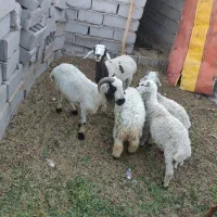 5عددبره نر ویک عددچفش ریگان