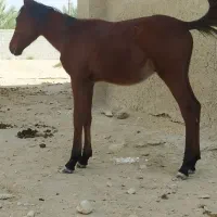 کره اسب|اسب و تجهیزات اسب‌سواری|آبپخش, |دیوار