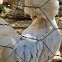 ۳ عدد مرغ سلطان درجه یک