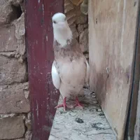 کفتر طوقی ماده