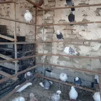 گفتر تهرانی|پرنده|بومهن, |دیوار