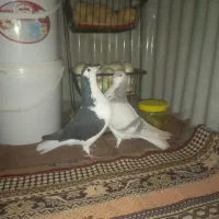 نرو ماده شیرازی