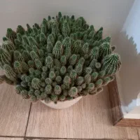 گل کاکتوس درجه ۱|گل و گیاه طبیعی|رباطکریم, رباطکریم|دیوار