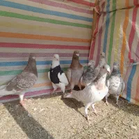 کبوترنامه بر|پرنده|کنگاور, |دیوار