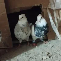 مجسمه طوقی  مجسمه|مجسمه، تندیس، ماکت|زاهدان, |دیوار