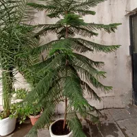 درخت کاج مطبق