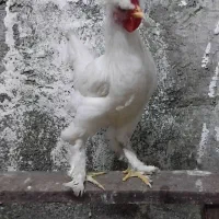 خروس سلطان و جوجه براهما و کوشین