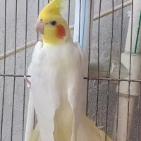 طوطی عروس کار داده  معاوضه باسهره