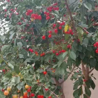 باغ چهار دیواری با ترانس و کنتور برق قانونی