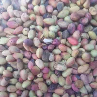 پسته خام|خوردنی و آشامیدنی|شیراز, شهرک گلها|دیوار