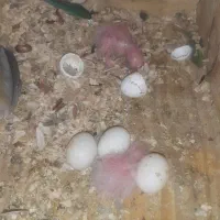 طوطی گرینچیک|پرنده|رودسر, |دیوار