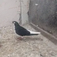 کفتر|پرنده|کاشمر, |دیوار