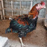 خروس لاری|حیوانات مزرعه|رشت, شهرک احمد خمینی|دیوار