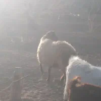 پنج عدد بره چاق