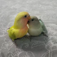 کوتوله برزیلی سرلاکی اوپال