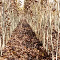 نهال صنوبر نیگرا آنکارا ترکیه 1.5 تا 6 متر