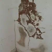 شرکت سم پاشی و موریانه زدایی(آسایش) با مجوز رسمی|خدمات نظافت|دورود, |دیوار