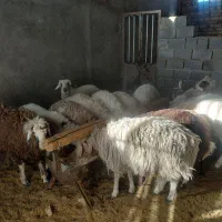 ۲۰تا بره ۴ماده ۱۶نر قیمت کیلو ۳۴۰ تکی فروش دارم