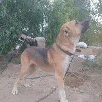 سگ افغان
