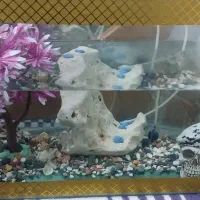 دو عدد اکواریوم