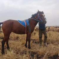 شوشتر شعیبیه|اسب و تجهیزات اسب‌سواری|شوشتر, |دیوار