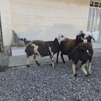 توقلی بروجردی  و بره و توقلی های نرو ماده قربانی