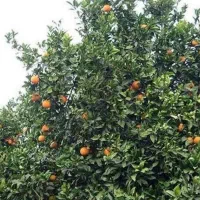 فروش-باغ-پرتقال-پر-محصول