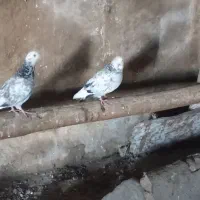 ۸ عدد کبوتر عالی ۴ میلیون میدم یجا همه باهم|پرنده|ماکو, |دیوار