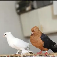 گله کبوتر ۳ نژاد مختلف
