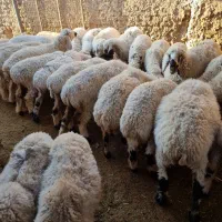 تعداد۶۰عددگوسفندبلوچی چاق وچلّه|حیوانات مزرعه|نهبندان, |دیوار